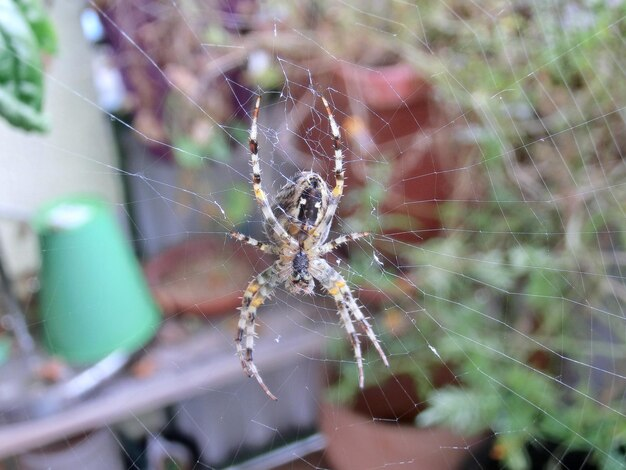  Spider-proof your outdoor plants: Learn how to keep spiders away naturally